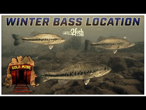 Where Bass Go in the Winter and When to Fish Them