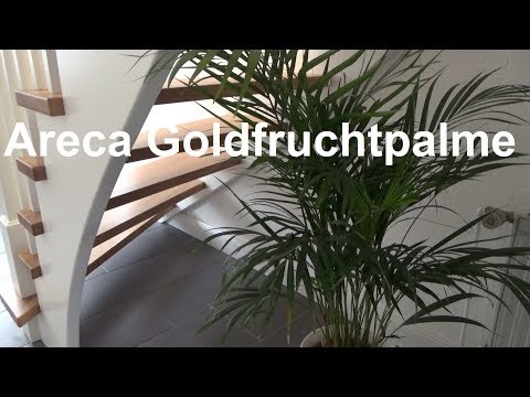 , title : 'Areca Palme pflegen Goldfruchtpalme Madagaskar Palme Pflege Tipps Standort Gießen Düngen vermehren'