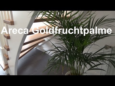 Areca palm care Gold fruit palm Madagascar palm care tips location watering fertilizing propagation