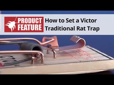 Victor Mouse Trap M040 Review Video