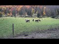 Russian Folk Song Two guitars. Dve gitary. Variations for guitar