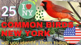 25 common birds in New York 🦜 Identify american backyard birds 🇺🇸 common American birds 🦅