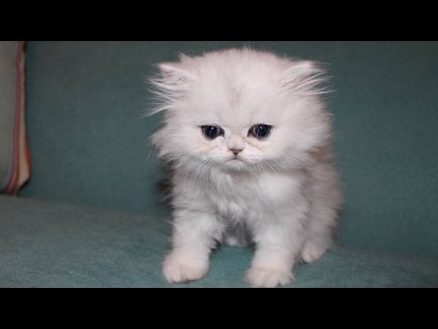 download lagu mp3 mp4 Cat Cloud, download lagu Cat Cloud gratis, unduh video klip Cat Cloud