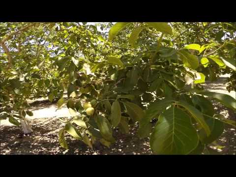 Marc Suderman #328 | Chandler Walnuts with heat-stress protection | 7-15-15