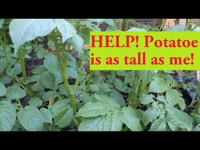 My potatoes are now taller than me. Is this how to grow Potato?