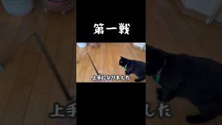 【黒猫】猫じゃらし成功率が急上昇しました🐈‍⬛ #黒猫 #猫じゃらし #保護猫