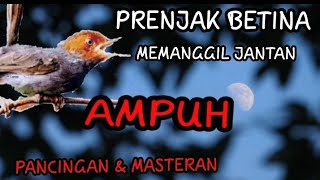 Download lagu Suara Prenjak Kepala Merah Betina memanggil Jantan Ampuh buat pikat dan Masteran mp3