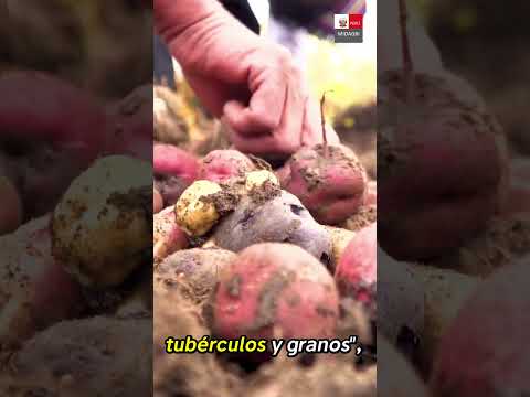 🌱 #MadreDeDios | La agricultura familiar sigue fortaleciéndose