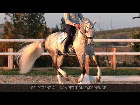 TOP Dressage PRE Stallion 2017 - 1,66 cm (#MP648)