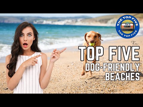 The Top 5 Best Dog-Friendly Beaches in the U.S. [4K]