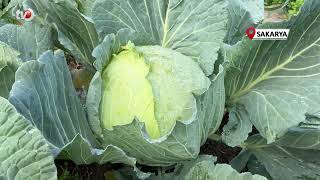 Bin Bir Emekle Toplanan Turşunun Yıldızı Lahana Tarlada 50, Pazarda 150 Lira
