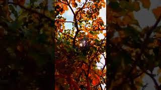 Download lagu Story wa pagi hari | Cinematic sunrise pagi | Cinematic ngopi pagi | Cinematic 30 Detik | Sinematik mp3