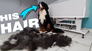 HUGE UNDERCOAT REMOVAL - Bernese Mountain Dog Grooming -  (2 hours in 5 min. video)