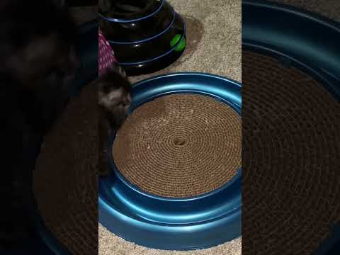 Seraphine was only 43 days old and already playing with toys.