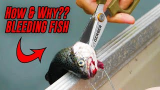 HOW To Bleed A Fish & WHY You Bleed A Fish.