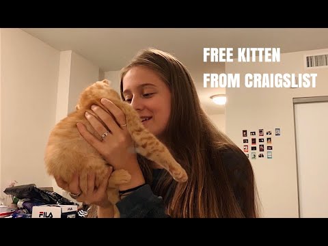 I GOT A KITTEN FOR FREE ON CRAIGSLIST