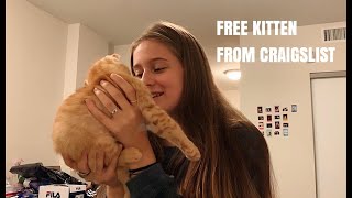 I GOT A KITTEN FOR FREE ON CRAIGSLIST