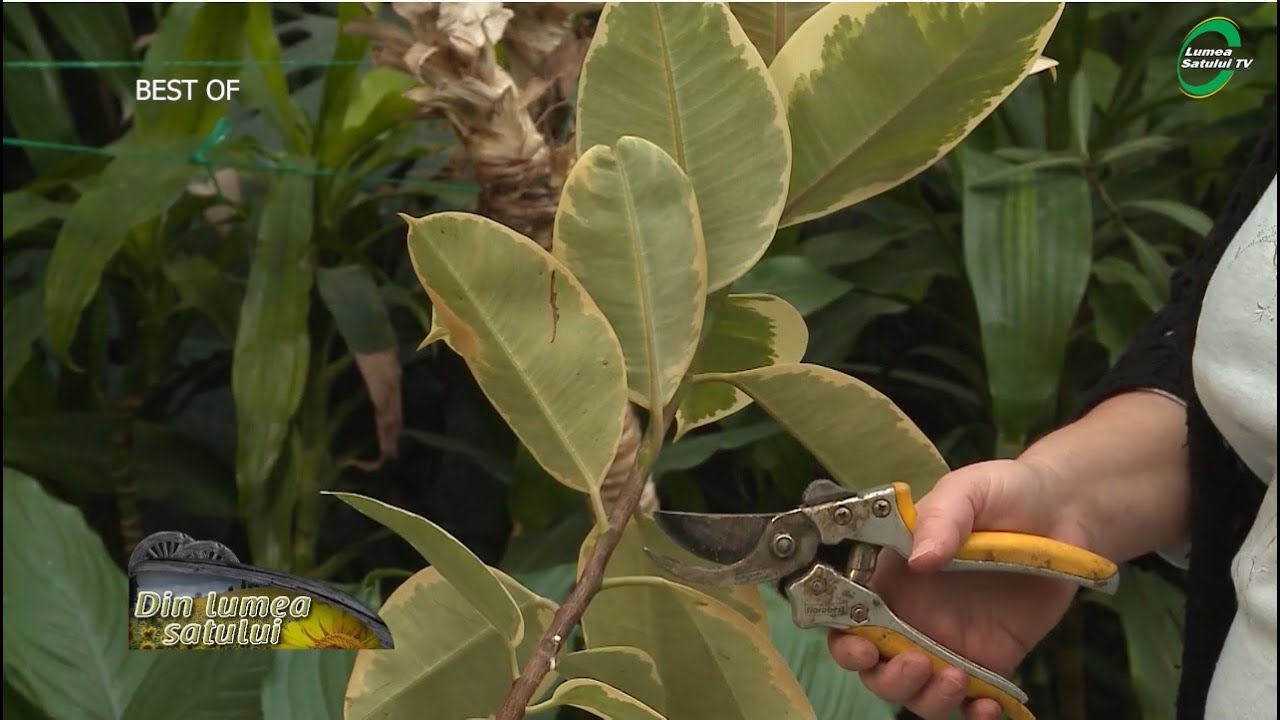 Watch Precizati Utilizarile Plantelor Cultivate In Industria Usoara Si Alimentara Now BEST OF 3 - Din lumea satului - 30 august 2020