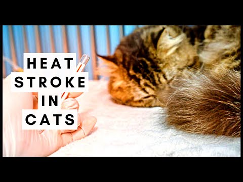 Heatstroke in Cats