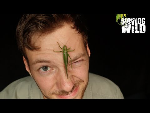 De GROTE groene SABELSPRINKHAAN Is geen sprinkhaan?! - WeetjeWoensdag