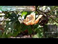 part 1 : Hawaiian Baby wood rose beautiful flowers. Childhood memories 😃.