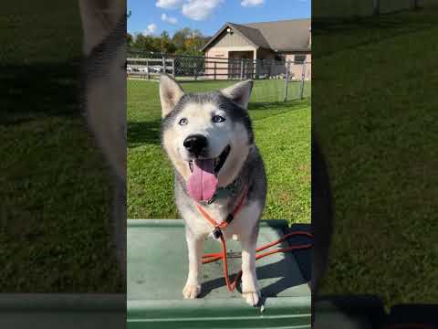 Lobo Youtube Video