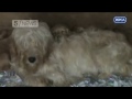Puppy Farm Gang Spared Jail With Suspended Sentences