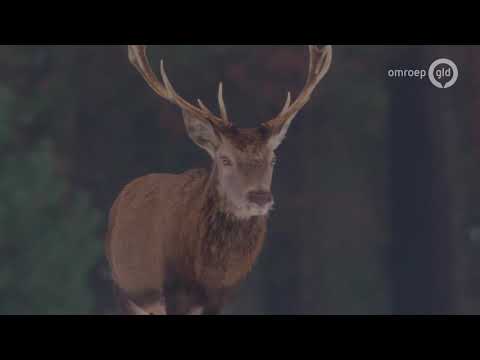 Het lijkt wel een sprookje! Bekijk hier prachtige beelden van de Gelderse natuur - BuitenGewoon