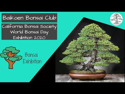 California Bonsai Society World Bonsai Day 2020 - Baikoen Bonsai Club - Safer @ Home Bonsai Series