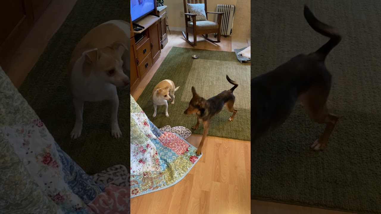 Enlarge Everett - Rescued from the brink!, an adopted Mixed Breed in Kirkland, WA video 5/5