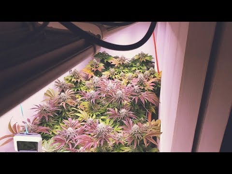download lagu mp3 mp4 Hydro Grow Led, download lagu Hydro Grow Led gratis, unduh video klip Hydro Grow Led