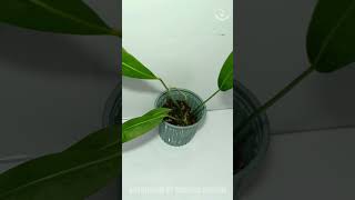 Anthurium sp Morona Medium #plants #exoticplants #houseplants #plantgoals #plantlover #indoorplant