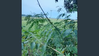 Download lagu Disangkeh amang mp3