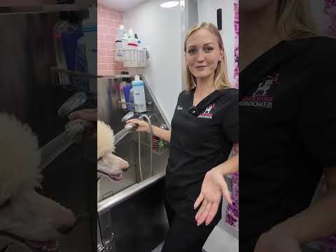 Full Tour of Our Mobile Dog Grooming Van | Luxury Grooming on Wheels