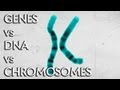 Genes Vs DNA Vs Chromosomes Instant Egghead 19