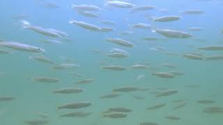 Diving in Melbourne - Blairgowrie Pier