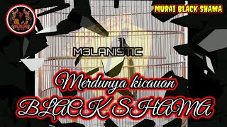 Download lagu 🔴 Merdunya Kicauan Murai Batu Black Shama || Murai Batu Langka Yang Harganya Istimewa. mp3