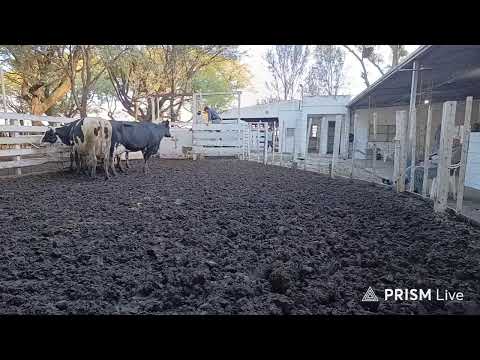 Remate feria abasto e invernada | Santo Domingo, Santa Fe