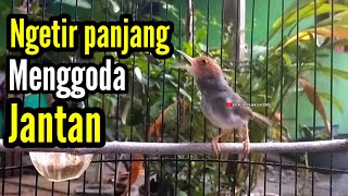 Download lagu PRENJAK BETINA Ngetir Panjang Istimewa Suara jernih Menggoda Prenjak Jantan Cocok buat Masteran. mp3 Download lagu PRENJAK BETINA Ngetir Panjang Istimewa Suara jernih Menggoda Prenjak Jantan Cocok buat Masteran. mp3