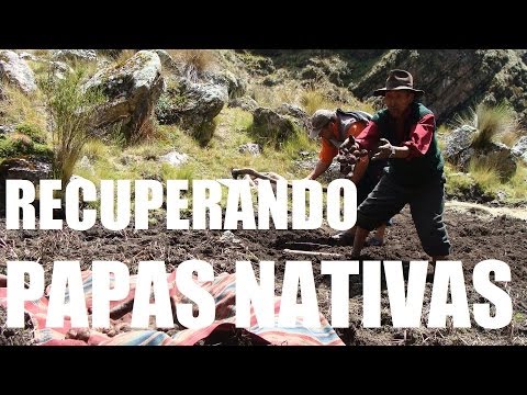 Experiencias de recuperación de papas nativas