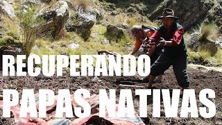 preview picture of video 'Experiencias recuperacion papas nativas'