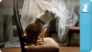 Adele - Rolling in the Deep - Pawdele - Digging in the Deep - Petody