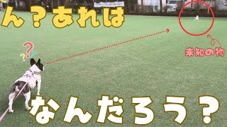 フレブルが未知との遭遇👽
