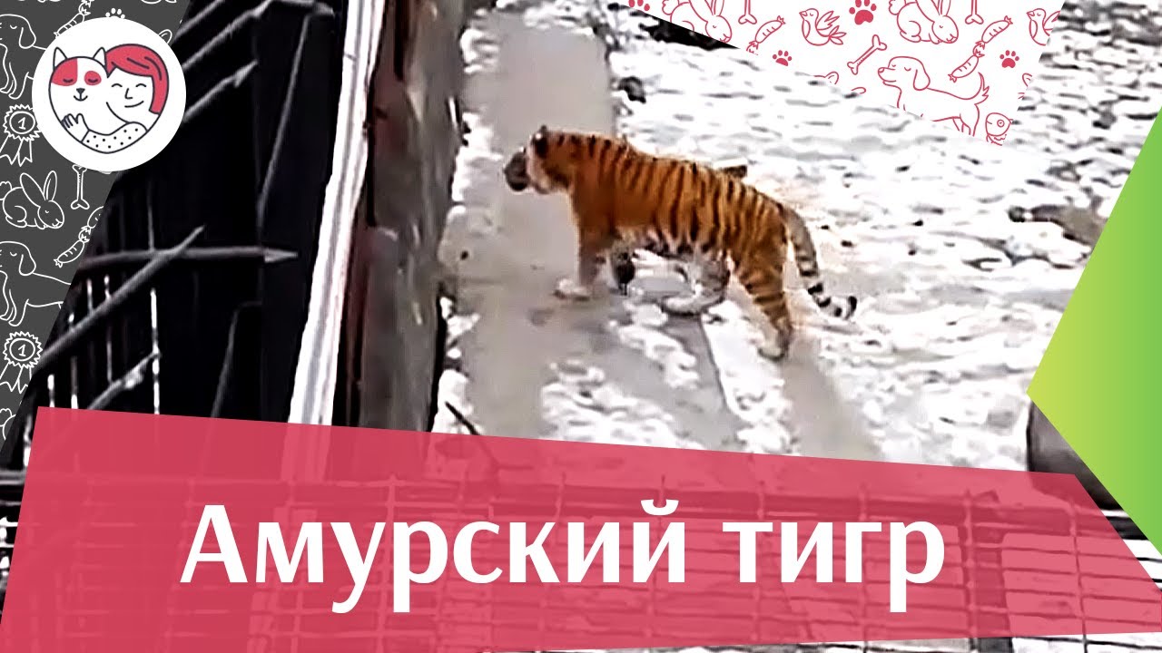 Амурский тигр Поведение и питание на ilikepet