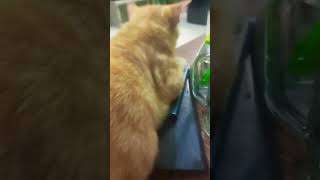 Download lagu badannya semok#shorts#subscribe#youtube#youtubeshorts#viralvideo#shorts mp3