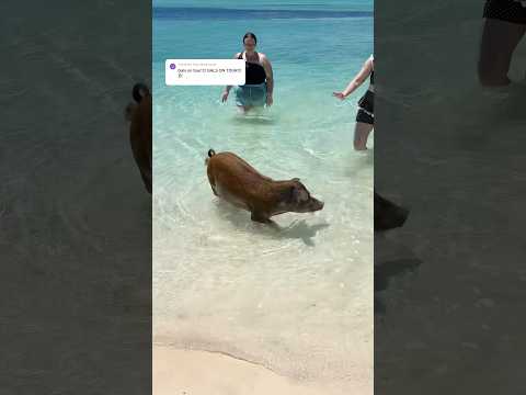 Thumbnail for SWIMMING WITH PIGS AT COCO CAY!! #cococay #royalcaribbean #cruise #cruisevlog #cruiseship #bahamas