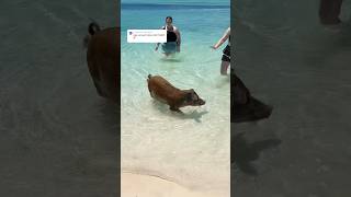 SWIMMING WITH PIGS AT COCO CAY!! #cococay #royalcaribbean #cruise #cruisevlog #cruiseship #bahamas