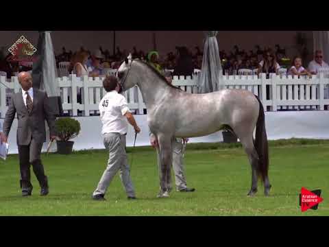 N.45 AQUIL AL SHAQAB - Chantilly 2019 AHO World Cup - 2-3 Years Old Colts (Class 7A)