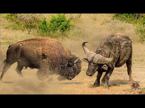 The Ultimate Verdict - Cape Buffalo Vs American Bison (2022)