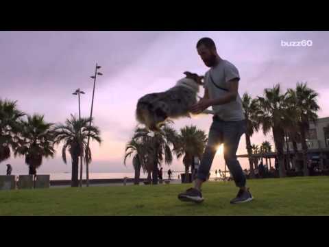 What your heart rate says about your dog!